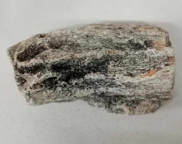 Versteinertes Holz Madagaskar